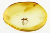Detailed Fossil Leafhopper (Cicadellidae) Laying Eggs in Baltic Amber #292489-1
